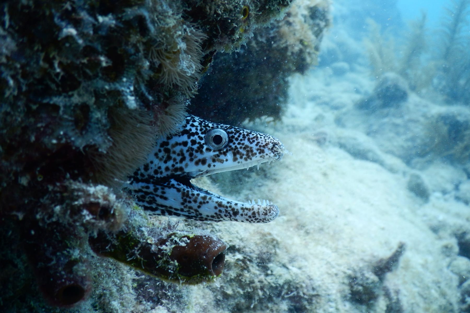 Eel in the Keys