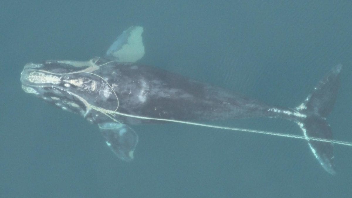 An emaciated, entangled North Atlantic right whale swimming with fishing trap rope around both flippers, through its mouth, and dragging behind it. (Photo courtesy of Florida Fish and Wildlife Commission, NOAA Permit #594-1759)