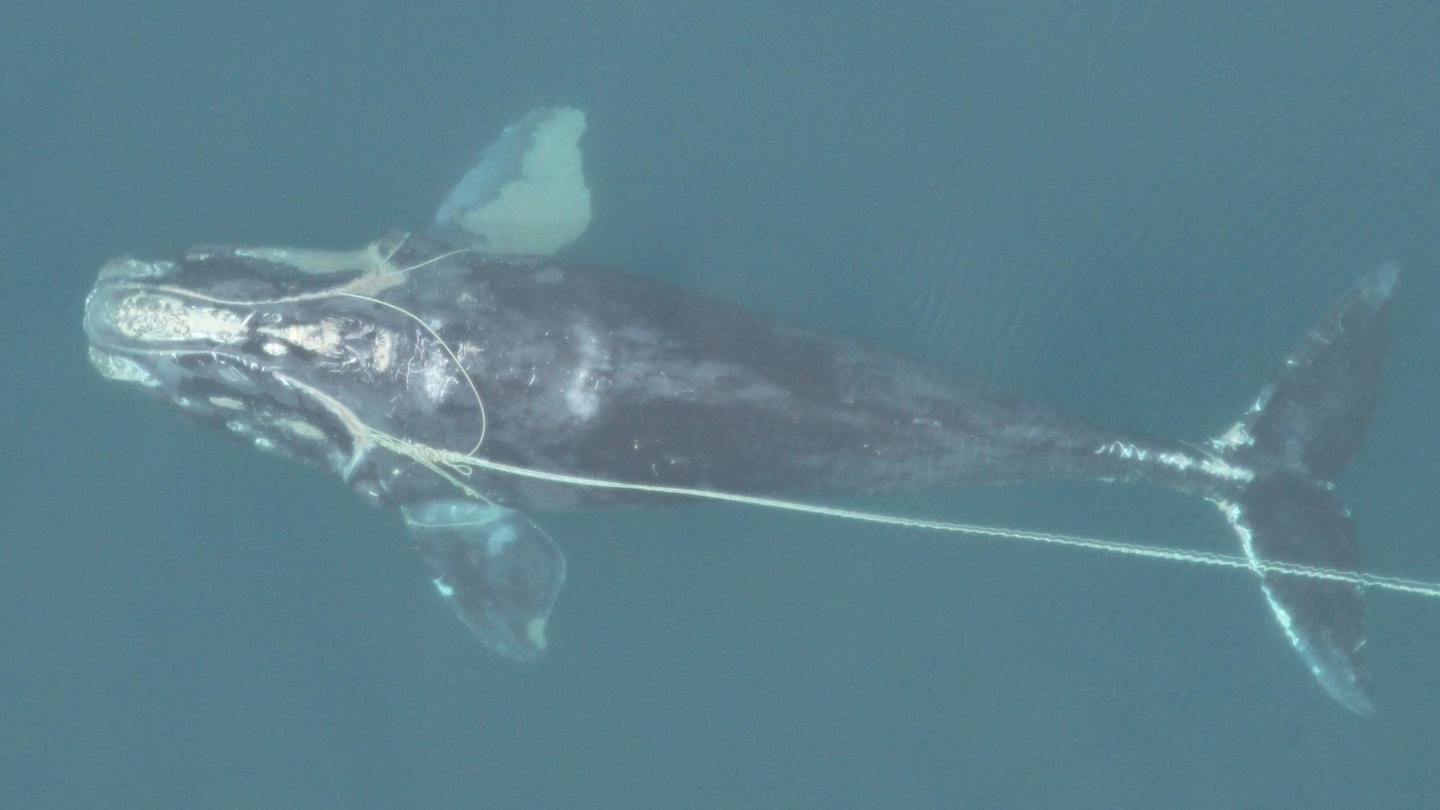 217036_web An emaciated, entangled North Atlantic right whale swimming with fishing trap rope around both flippers, through its mouth, and dragging behind it. (Photo courtesy of Florida Fish and Wildlife Commission, NOAA Permit #594-1759)
