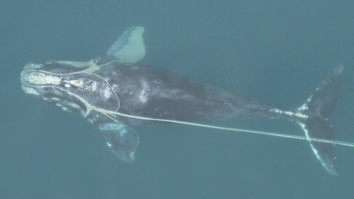 An emaciated, entangled North Atlantic right whale swimming with fishing trap rope around both flippers, through its mouth, and dragging behind it. (Photo courtesy of Florida Fish and Wildlife Commission, NOAA Permit #594-1759)