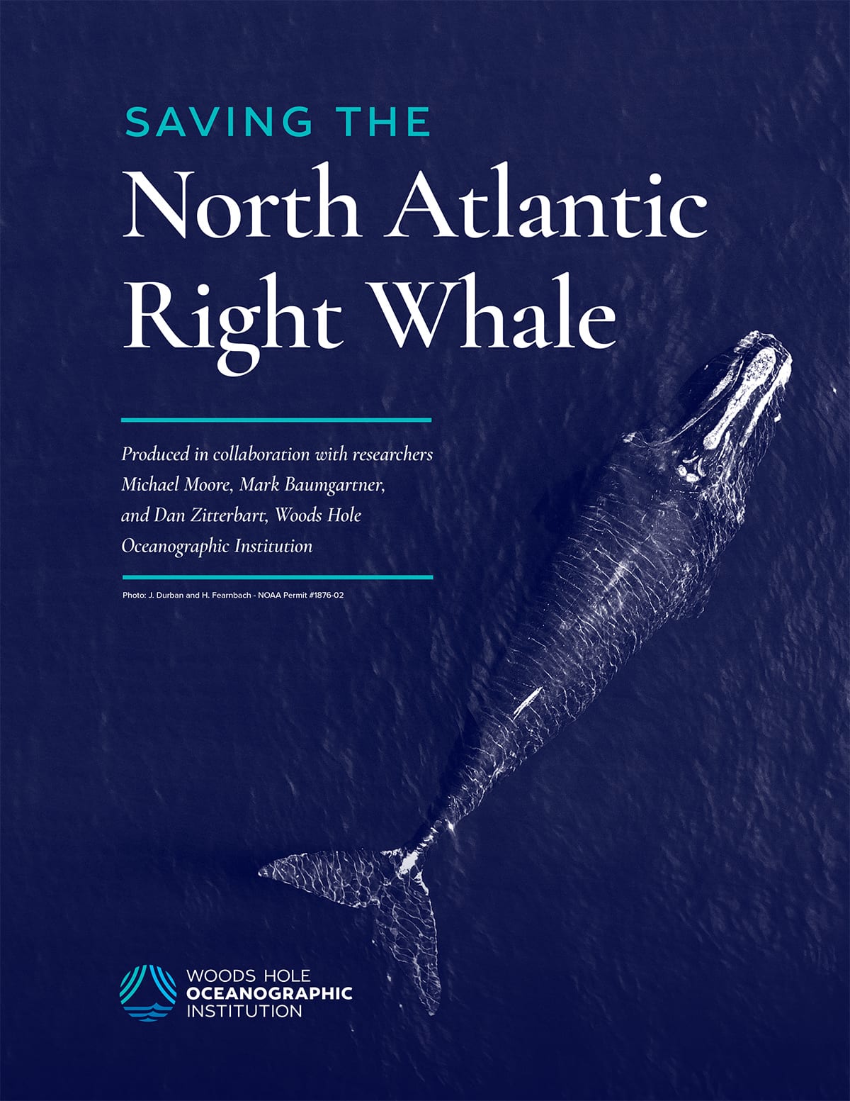 right whale report