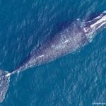 right whale permit