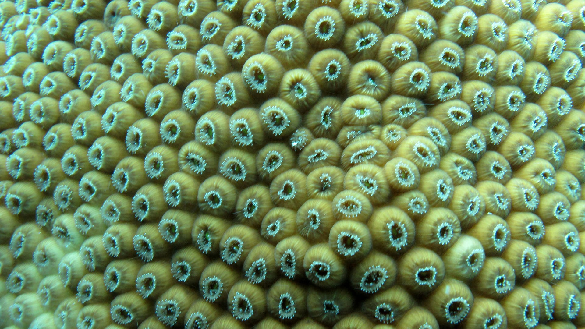 Great Star coral