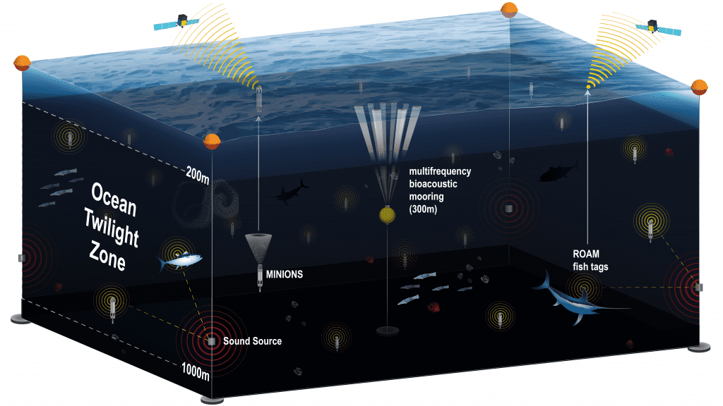  An ocean network from Woods Hole Oceanographic Institution will give scientists a comprehensive view of the twilight zone, or mesopelagic, using several different technologies including moored buoys equipped with acoustic survey systems; a swarm of optical and geochemical sensors; and new fish-tracking tags that will continuously record the position of major predators such as sharks and tuna. All of these components will connect to the network’s buoys using acoustic signals underwater and an Iridium satellite link at the surface.