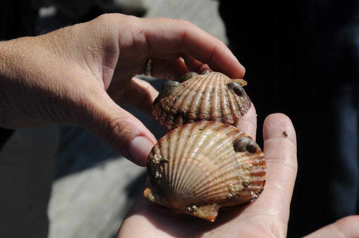 Shellfish | Woods Hole Oceanographic Institution