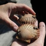 Person holding shellfish