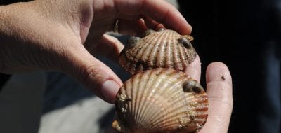 Person holding shellfish
