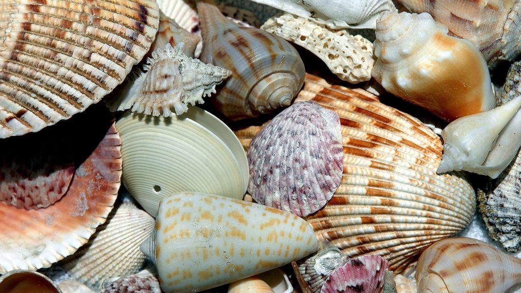 variety of seashells