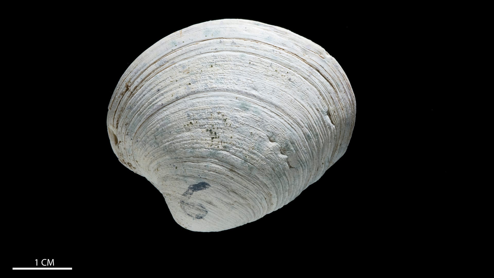 A bivalve clam grown in the lab. Photo by Tom Kleindinst
© Woods Hole Oceanographic Institution