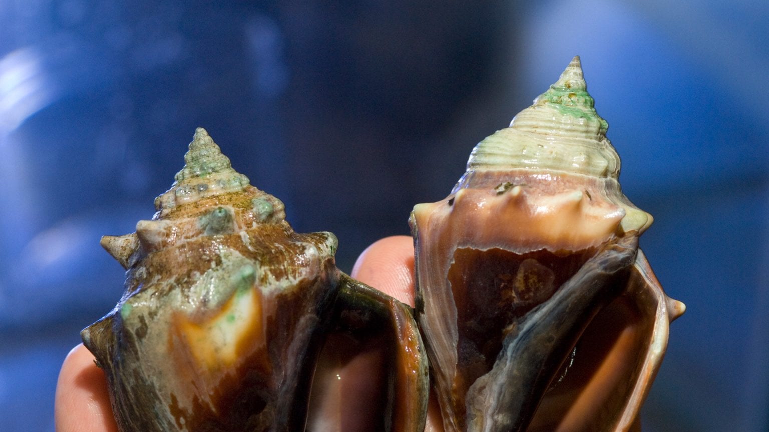 How are seashells made? Woods Hole Oceanographic Institution