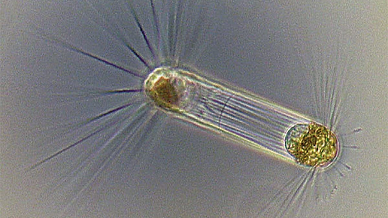 Does the ocean produce oxygen? Woods Hole Oceanographic Institution