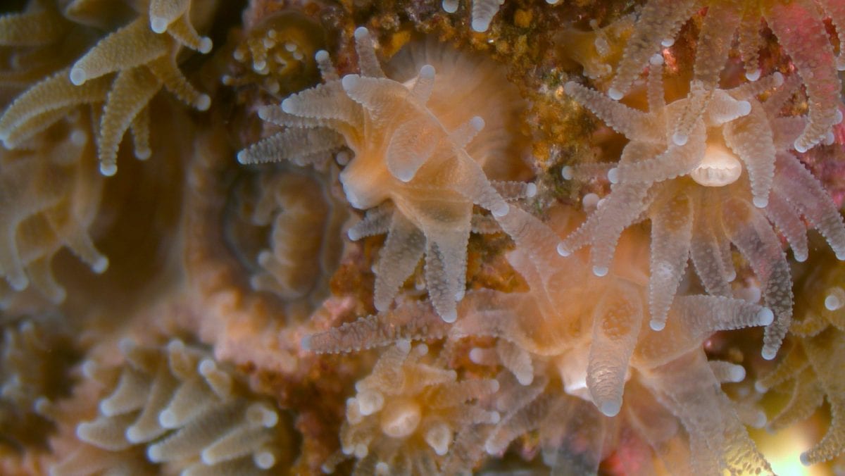 Close-up of a Northern Star Coral (Astrangia poculata) colony taken from a microscope in the laboratory at Roger Williams University, Rhode Island.
Credit: Alicia Schickle
