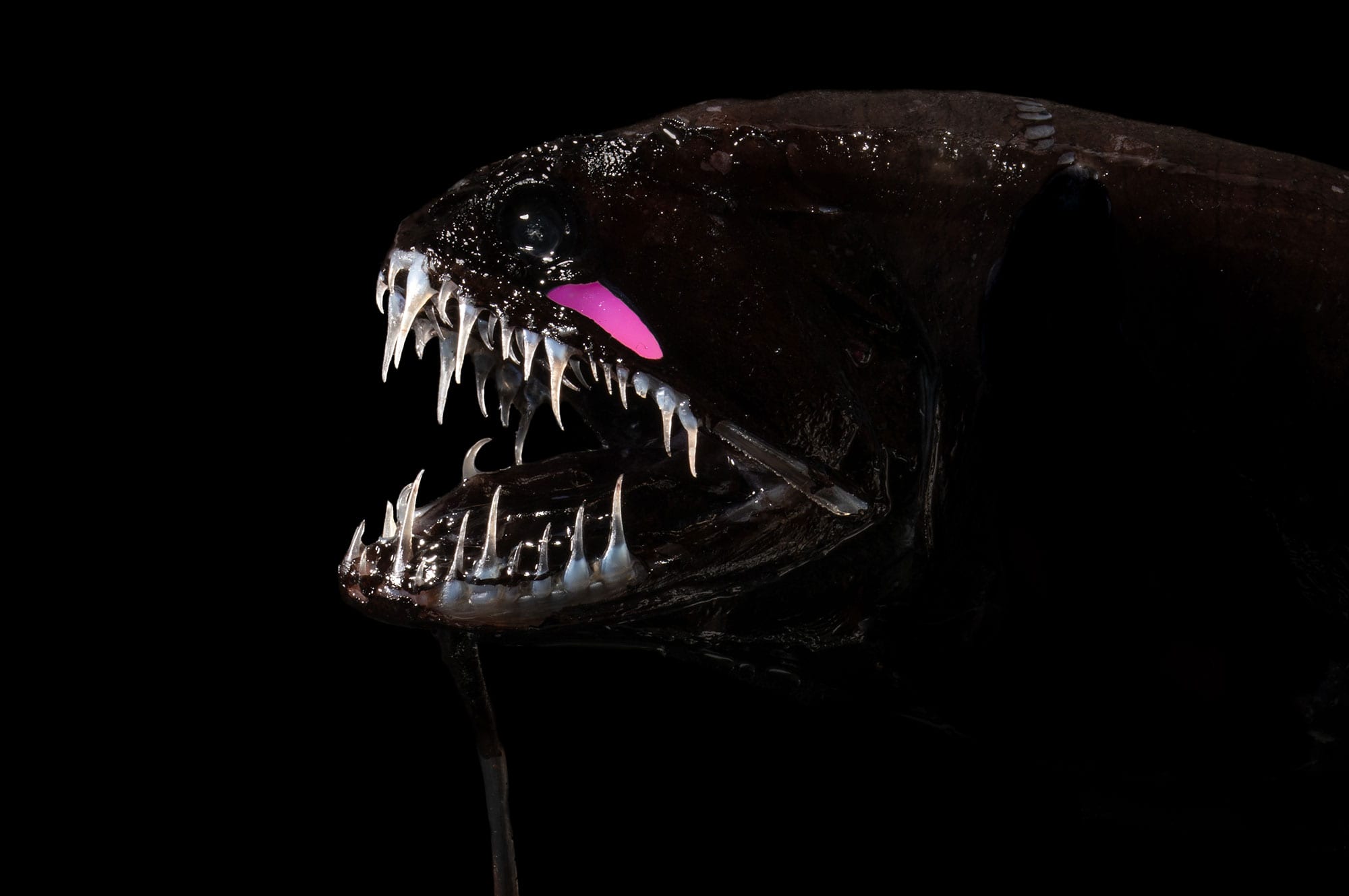 Barbeled Dragonfish