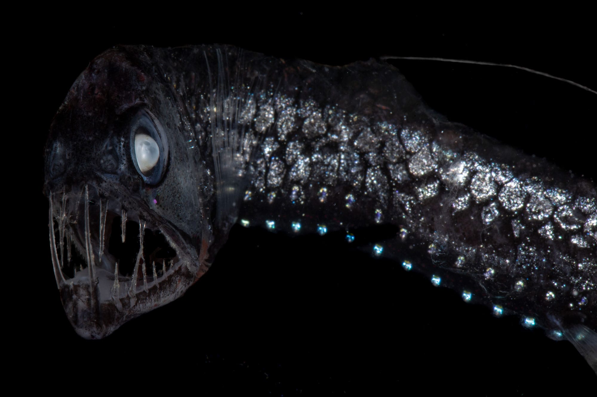 Sloan Viperfish