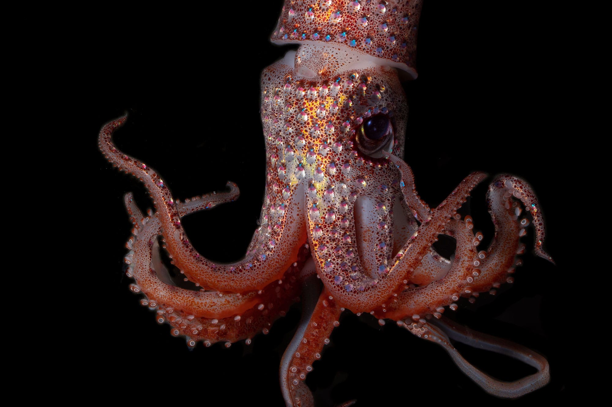 Strawberry Squid