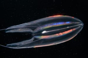ctenophore