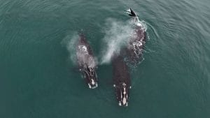 right whales