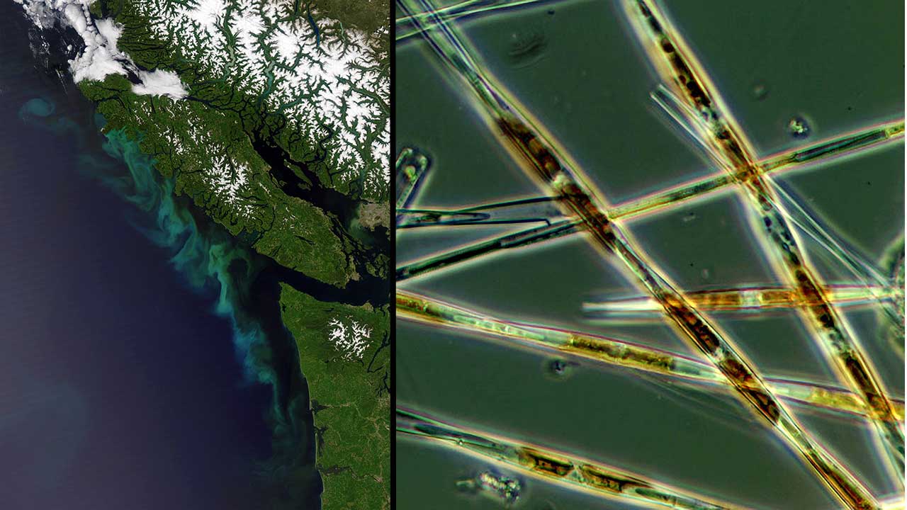 Harmful algal bloom