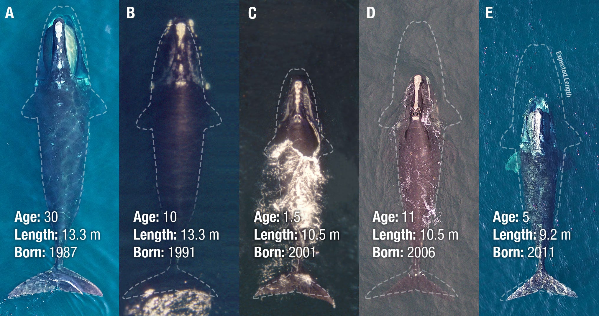 A scaled photo illustration comparing the body lengths of (A) Whale 1703, imaged in 2017 at age 30 using a remotely operated drone, (B) Whale 2145, imaged in
2001 at age 10 from a crewed aircraft, (C) Whale 3180, imaged in 2002 at age 1.5 from a crewed aircraft, (D) Whale 3617, imaged in 2017 at age 11 using a drone,
and (E) Whale 4130, imaged in 2016 at age 5 using a drone. The dashed outline in each panel represents the median model-estimated body length for a whale of
the same age born in 1981 with no history of entanglements or maternal entanglements. Note the entanglement scarring around the caudal peduncle in (D).
Figure design by Madeline Wukusick.
