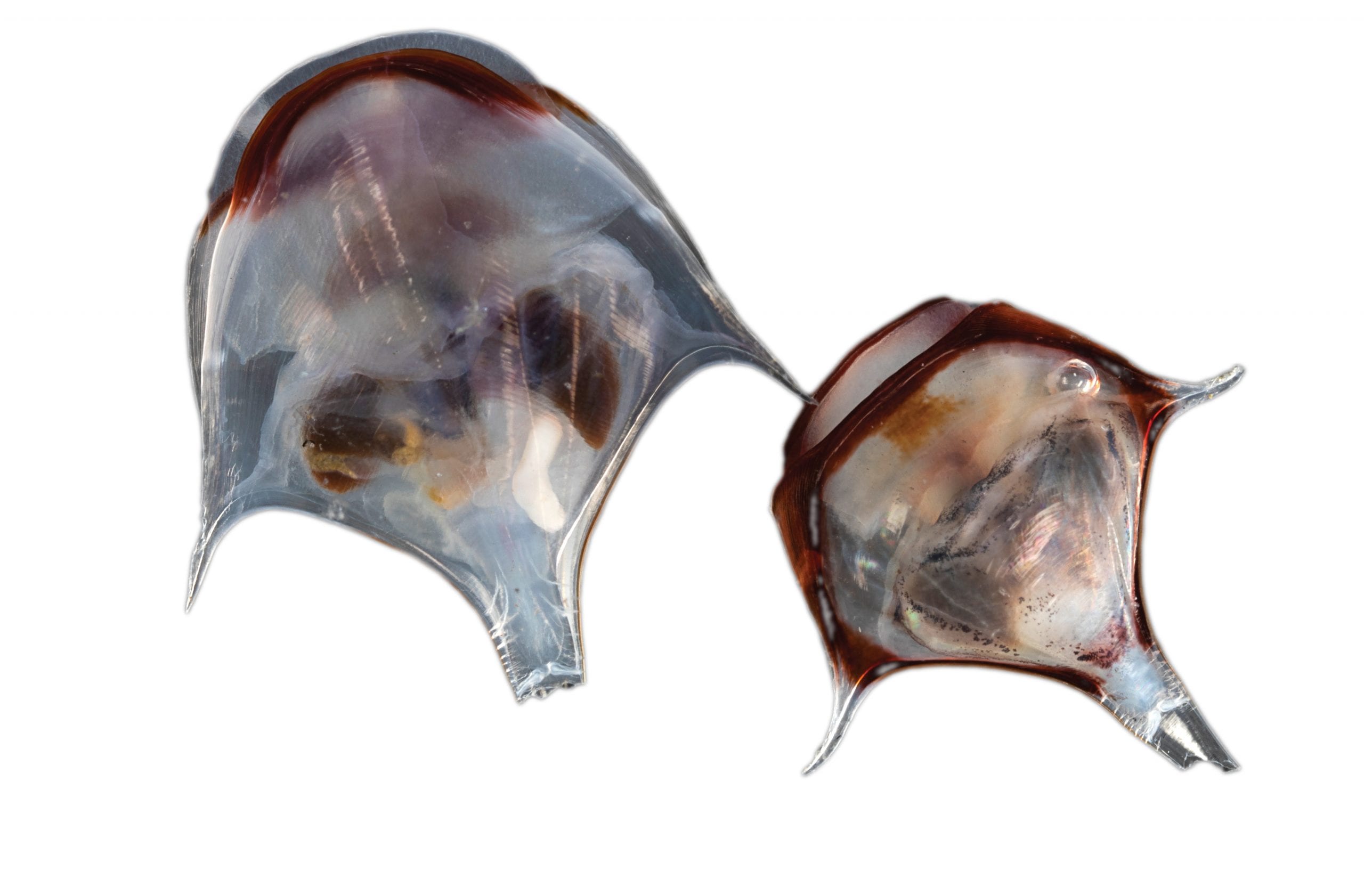 Pteropod (Diacria trispinosa) CMYK Silo Diacria trispinosa