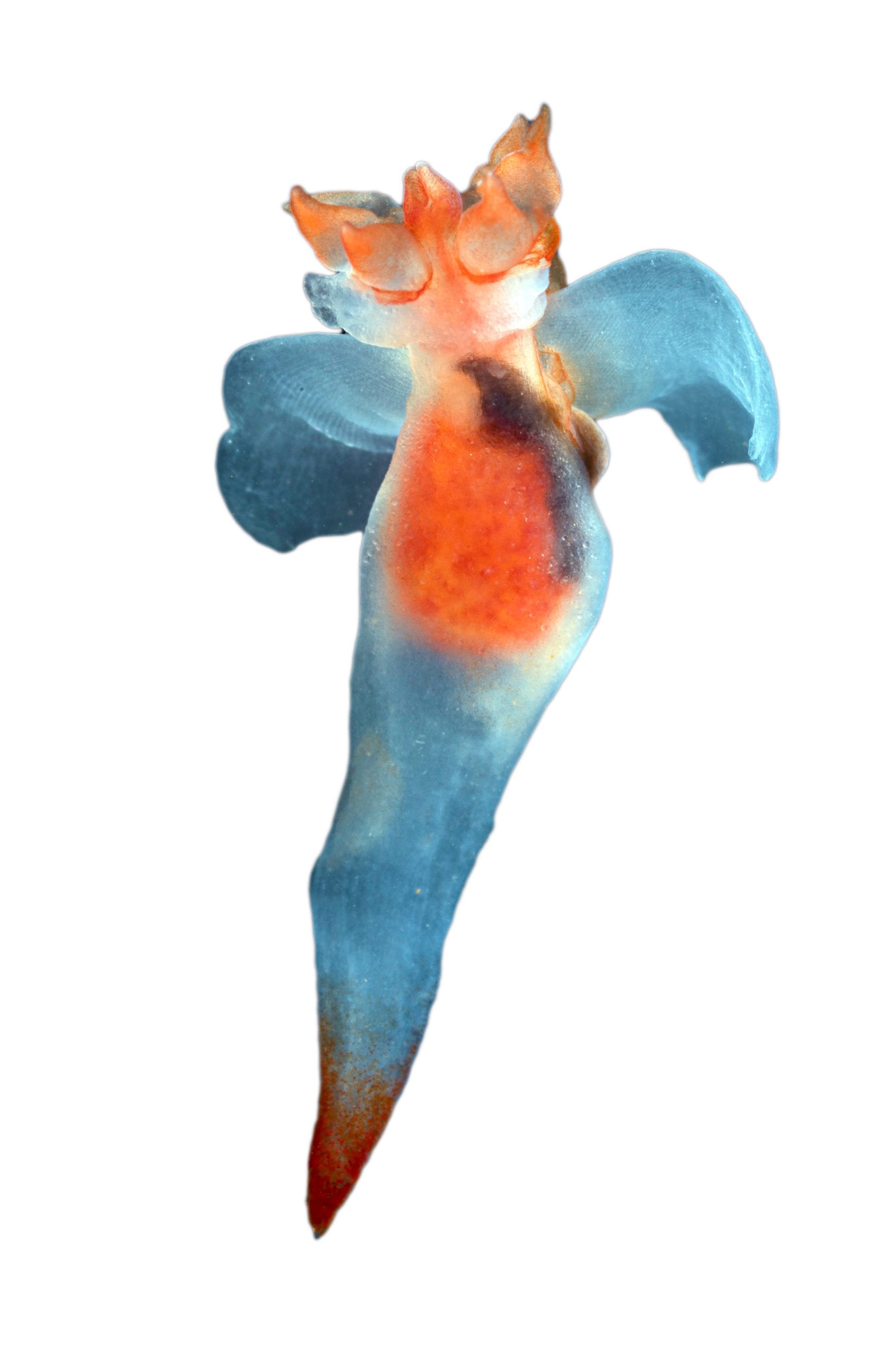 Pteropod or Sea Angel (Clione limacina) with buccal cones extended Sea Angel