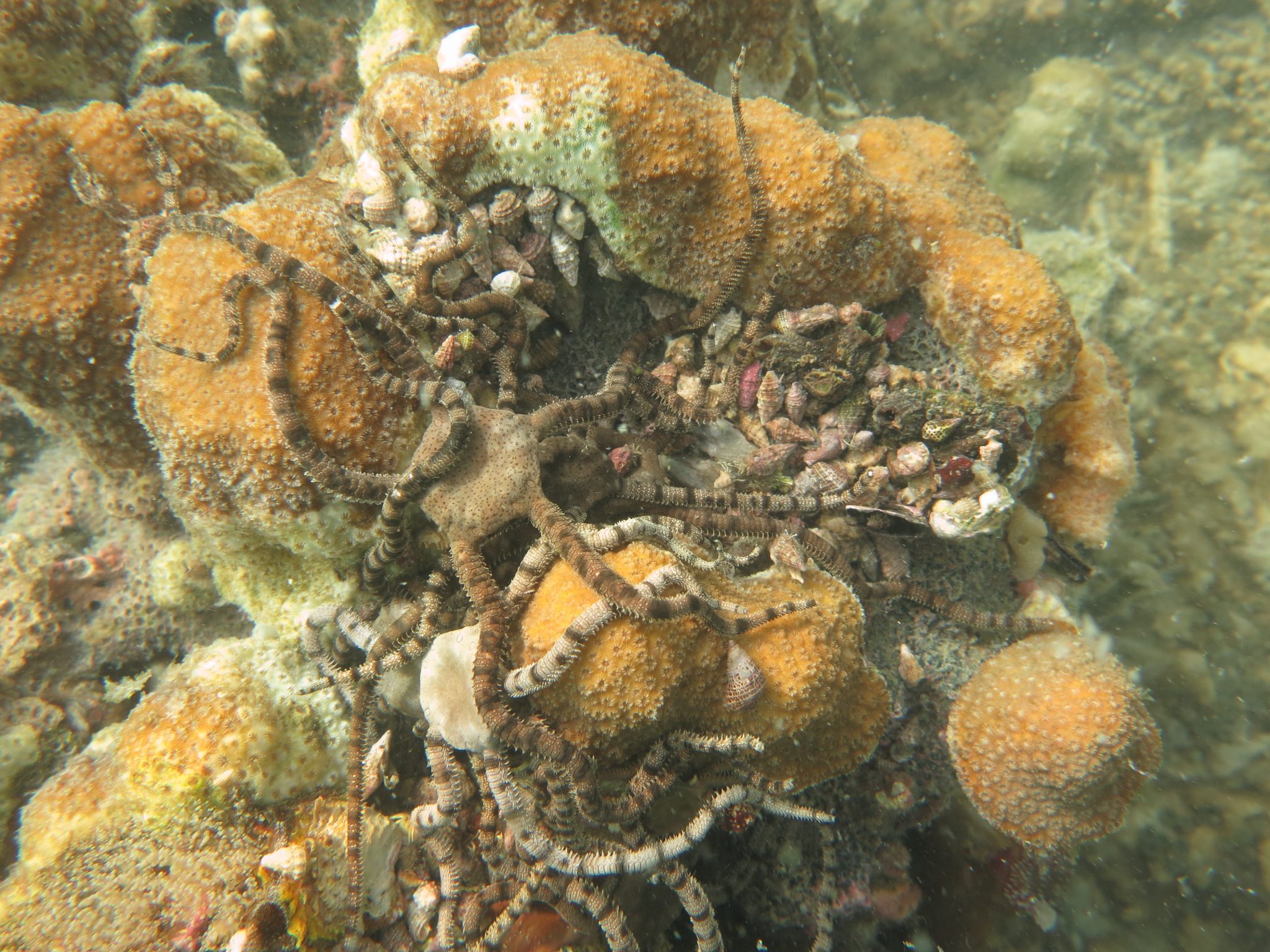 What happens to marine life when oxygen is scarce?
