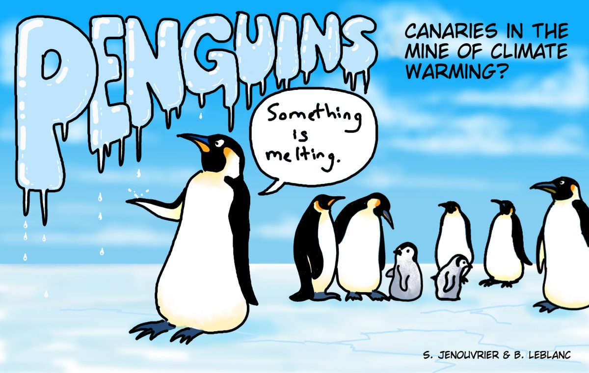 penguins