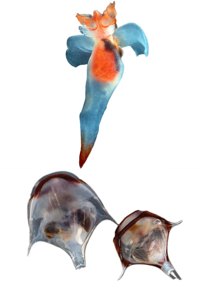Above: A free-swimming sea snail known as a sea angel flaps its winglike arms gracefully while in search of food, while another species (Diacria trispinosa, below) propels itself through the Ocean Twilight Zone with its tiny feet.