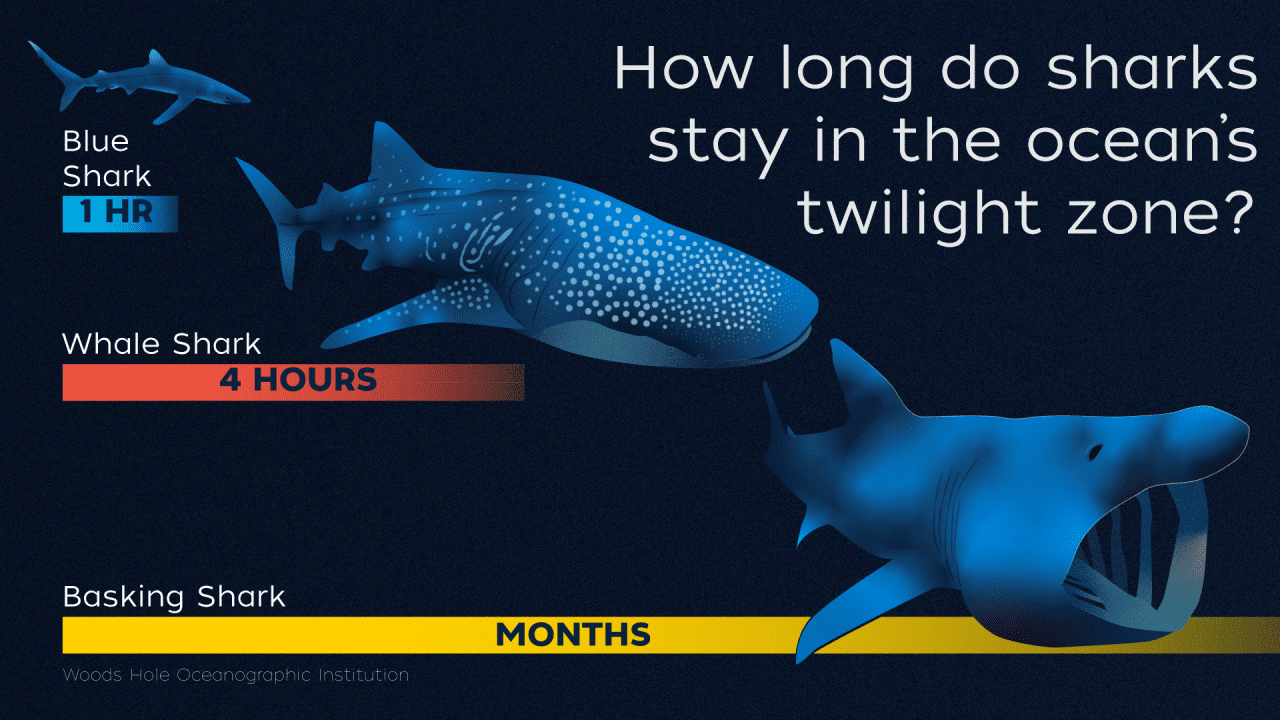 Shark Week 2021: Sharks and the Ocean’s Twilight Zone – Woods Hole