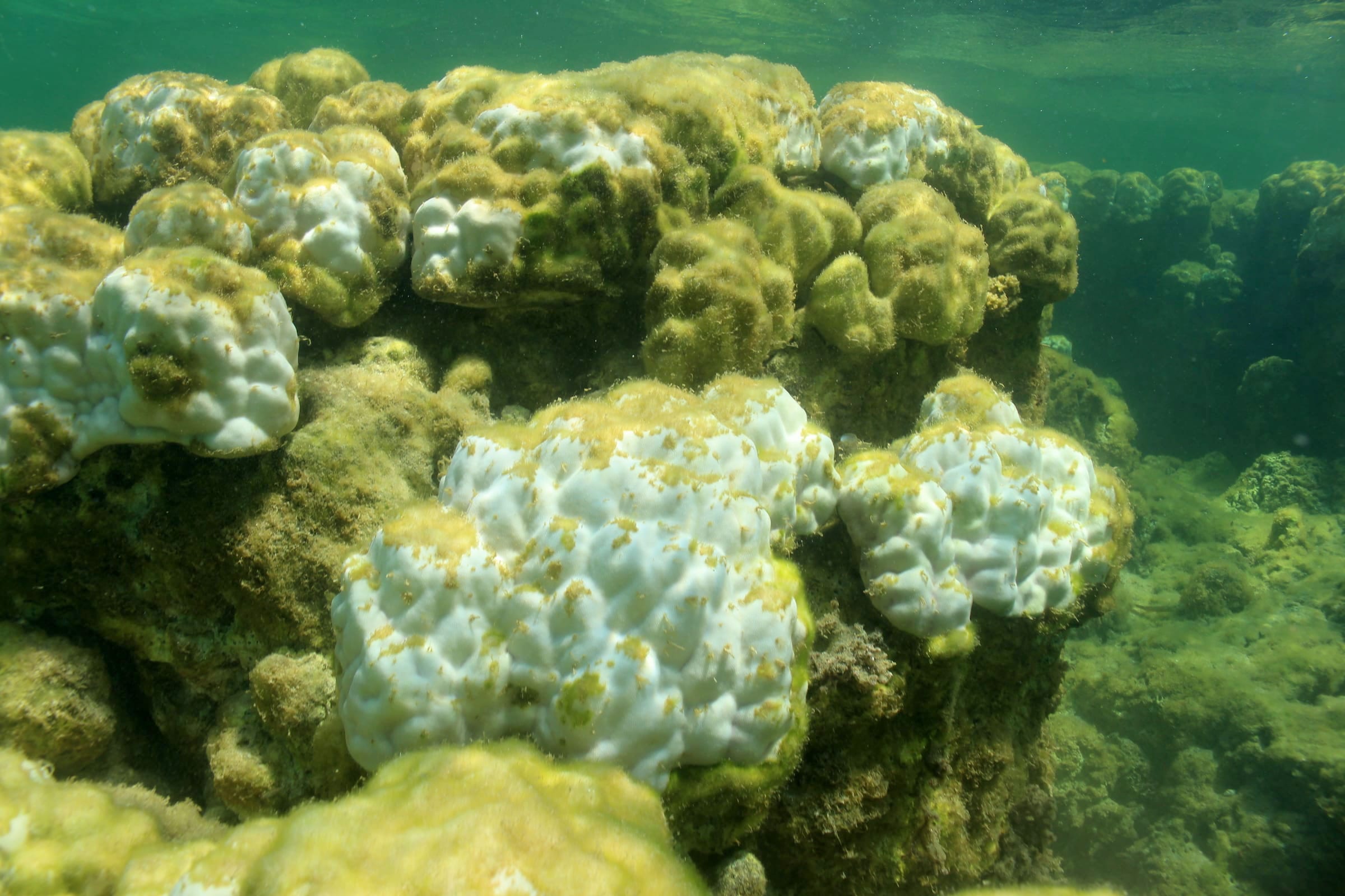 Why do corals bleach? - Woods Hole Oceanographic Institution