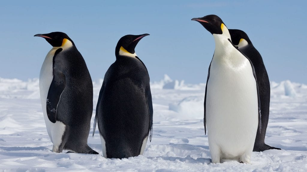 emperor penguin