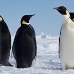 emperor penguin