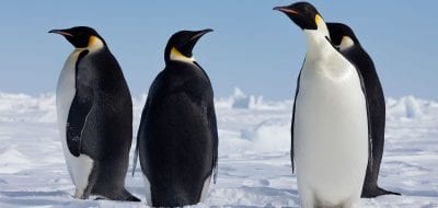 emperor penguin