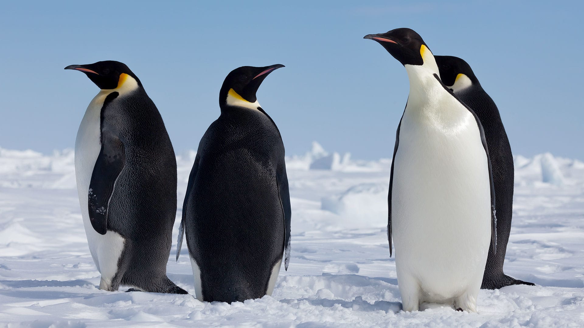 Emperor Penguins - Woods Hole Oceanographic Institution