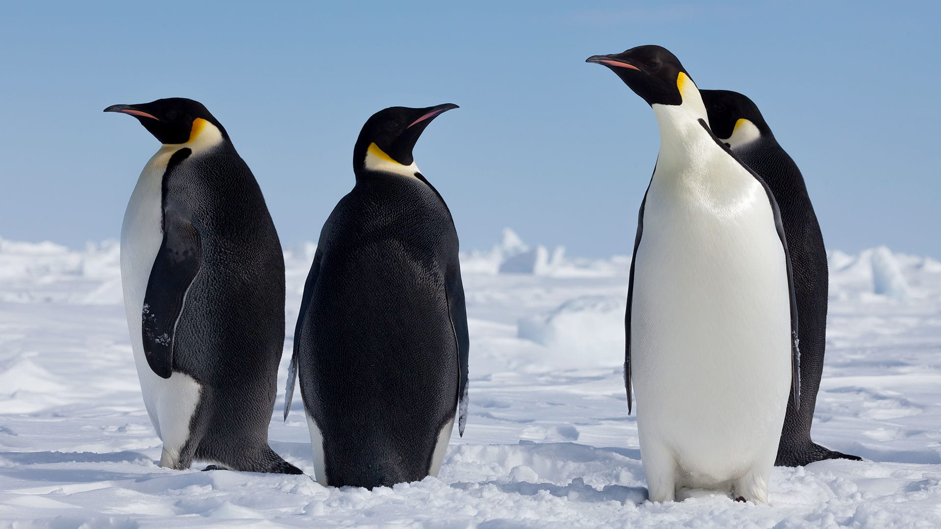 emperor penguin