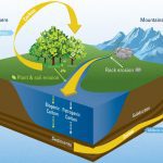 The worlds river systems sequester atmospheric carbon dioxide by transporting decaying organic material from land to the ocean. Although river transport of carbon to the ocean is not large enough to bail humans out of our global warming problem, knowing how much carbon rivers transport is important part of understanding the global carbon cycle that regulates Earth's climate. Scientists from WHOI recently calculated the first direct estimate of how much and in what form organic carbon is exported to the ocean by rivers. (Illustration by Eric S. Taylor, WHOI Creative © Woods Hole Oceanographic Institution)