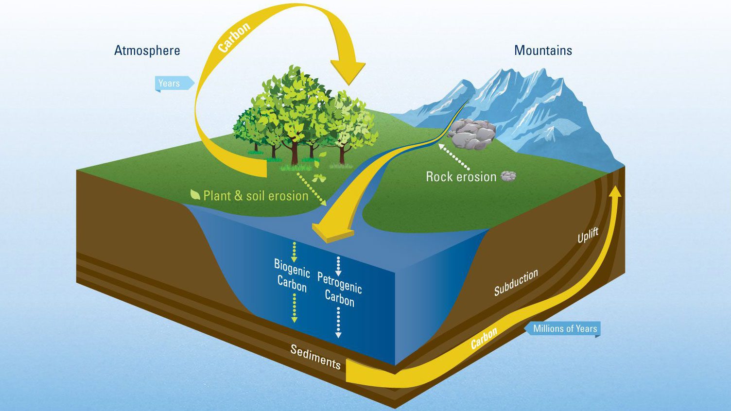 The worlds river systems sequester atmospheric carbon dioxide by transporting decaying organic material from land to the ocean. Although river transport of carbon to the ocean is not large enough to bail humans out of our global warming problem, knowing how much carbon rivers transport is important part of understanding the global carbon cycle that regulates Earth's climate. Scientists from WHOI recently calculated the first direct estimate of how much and in what form organic carbon is exported to the ocean by rivers. (Illustration by Eric S. Taylor, WHOI Creative © Woods Hole Oceanographic Institution)