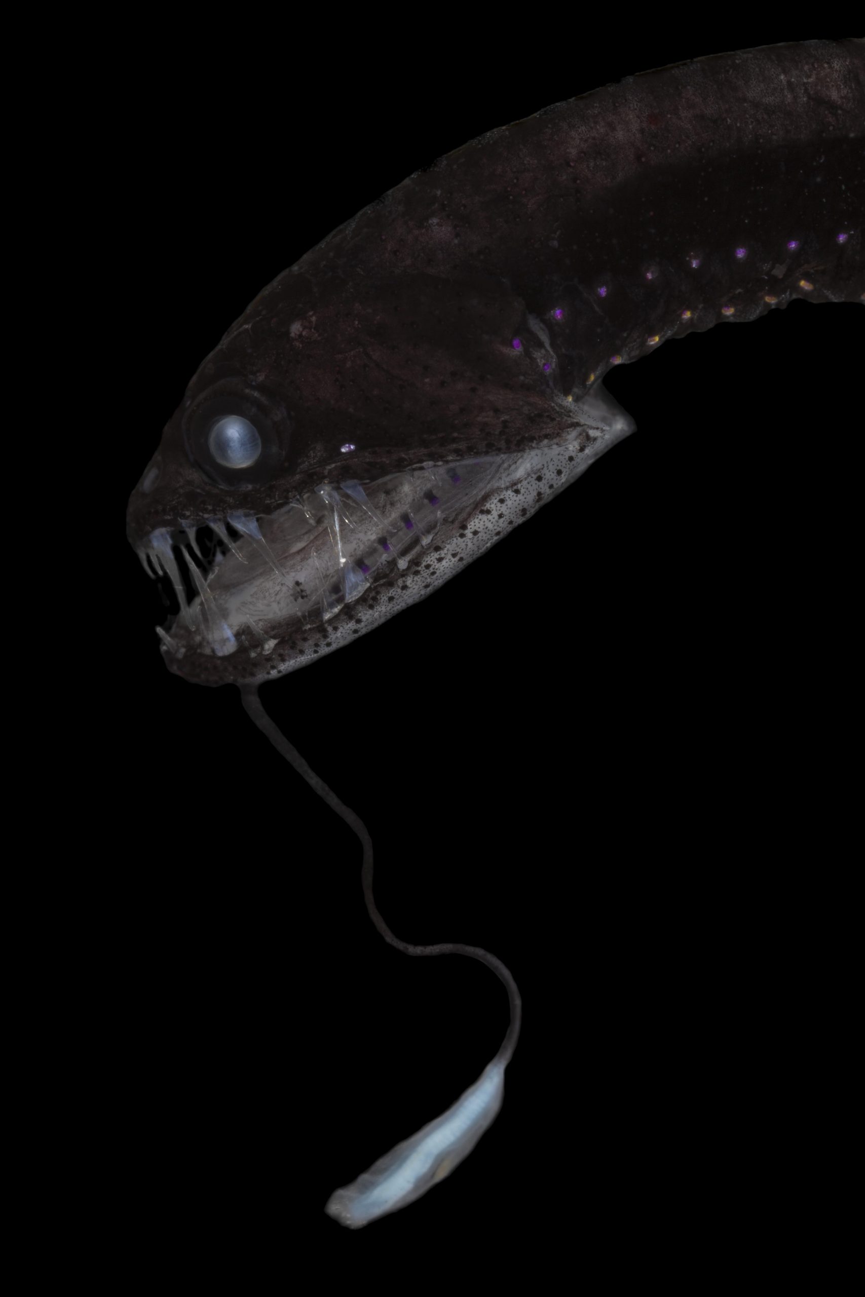 At only a few inches in length, the black dragonfish (Idiacanthidae) is still a ferocious predator in the Ocean Twilight Zone, using its dangling lure and ensnaring teeth to trap prey looming in the dimly lit water. (Photo by Paul Caiger, © Woods Hole Oceanographic Institution).