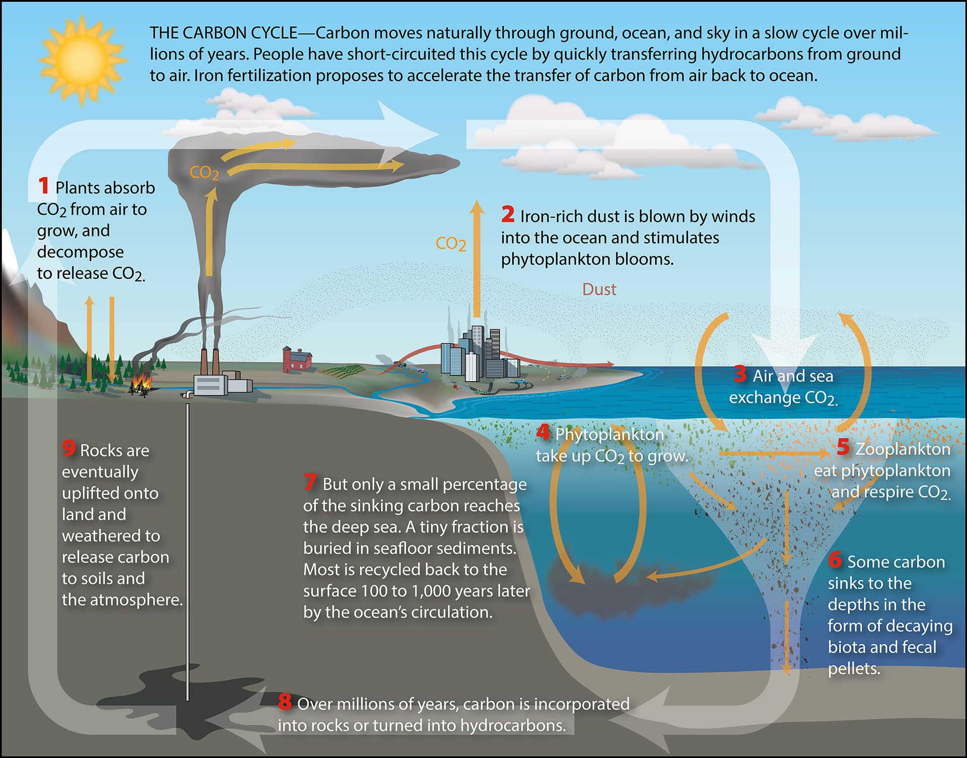 carbon cycle simple explanation