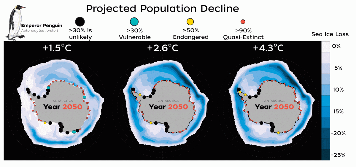 Emperor penguins will be pushed towards extinction by the climate crisis melting the sea ice they need for survival and reproduction.