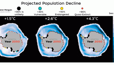 Emperor penguins will be pushed towards extinction by the climate crisis melting the sea ice they need for survival and reproduction.