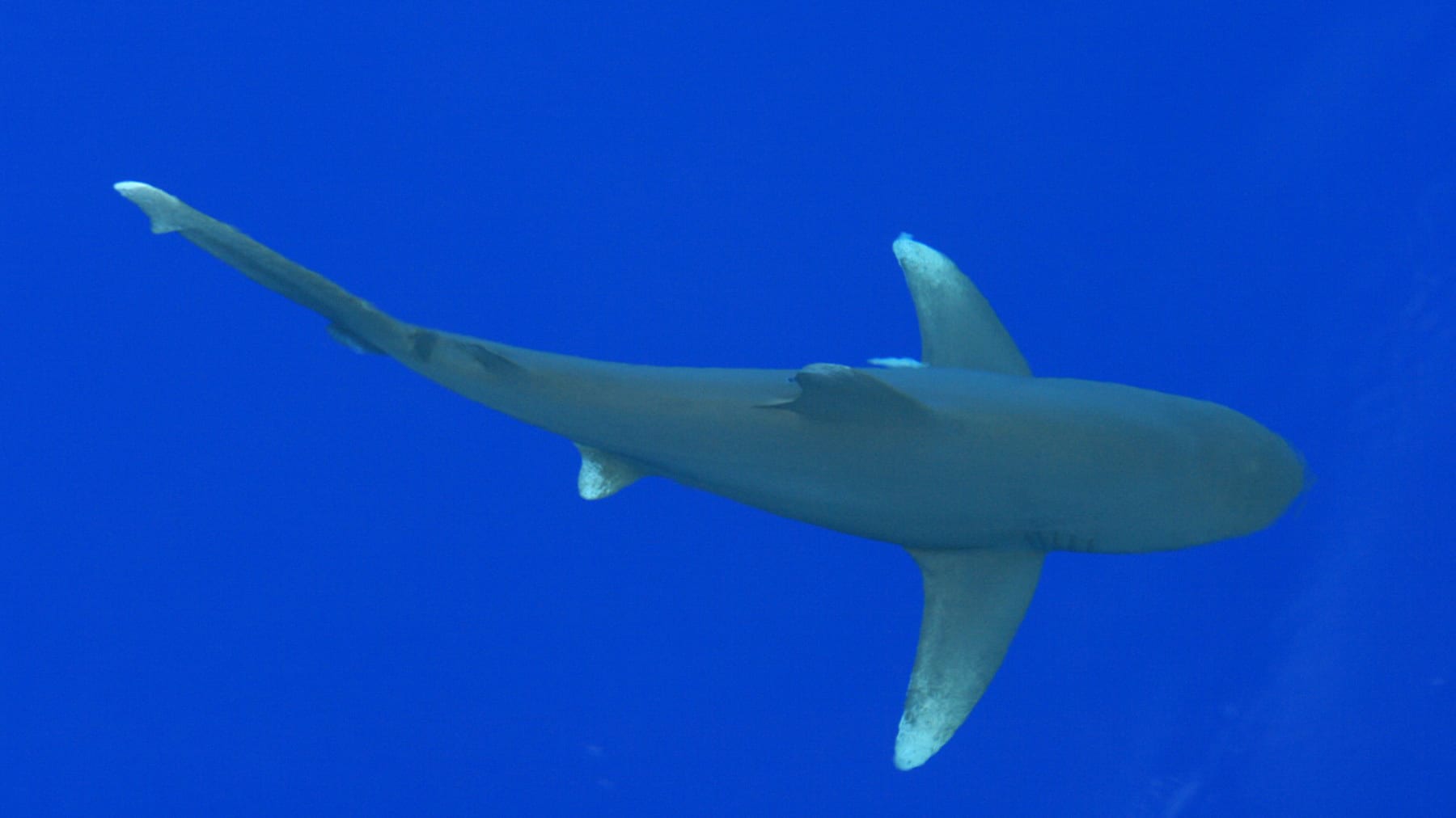 white-tipped shark