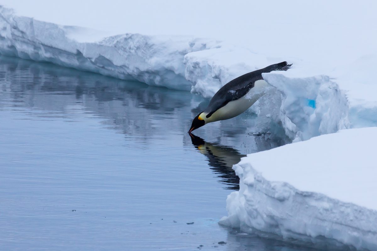 Fascinating facts about emperor penguins Woods Hole Oceanographic