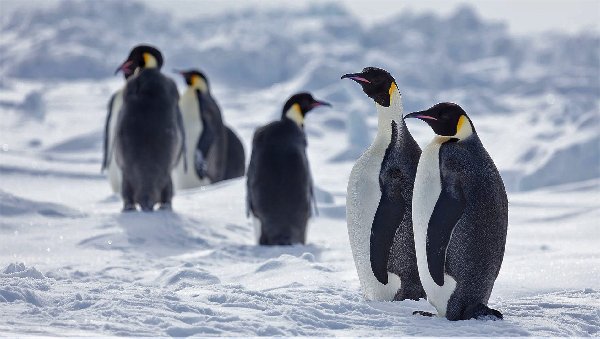 Emperor penguins, recommended as threatened species under Endangered  Species Act – Woods Hole Oceanographic Institution
