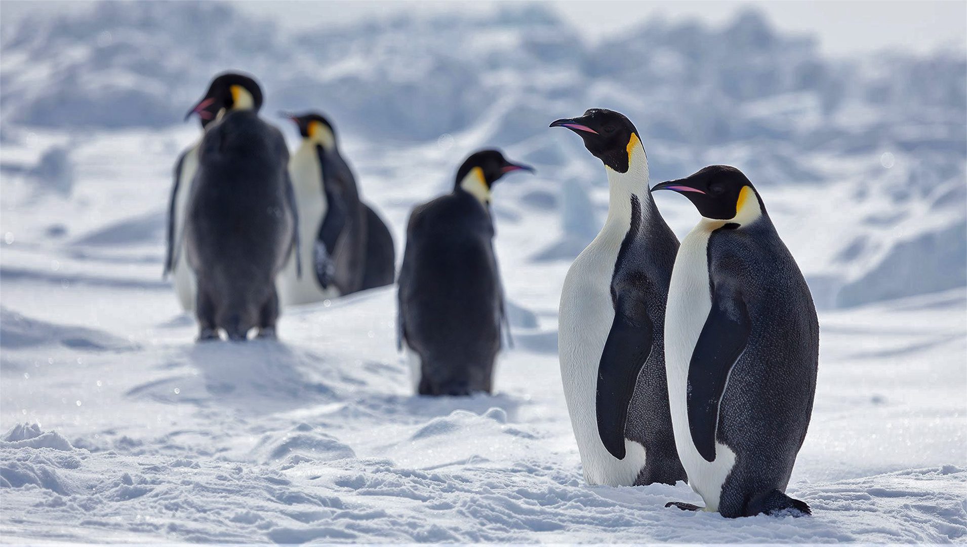 Why are there no penguins in the Arctic? - Discover Wildlife