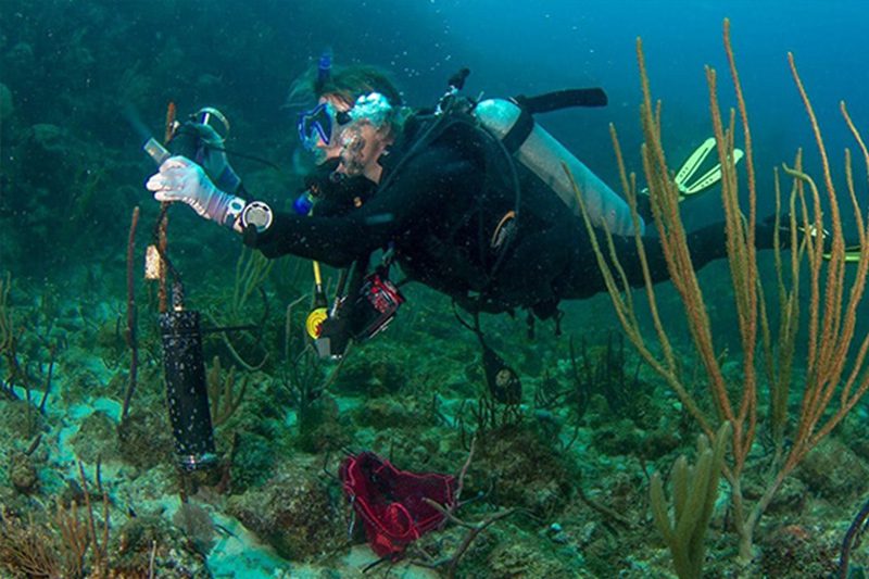 Marine ecologist Amy Apprill deploys an underwater listening device, or single-channel hydrophone, to analyze the soundscape of a reef in the U.S. Virgin Islands. (Photo by Paul Caiger, © Woods Hole Oceanographic Institution)