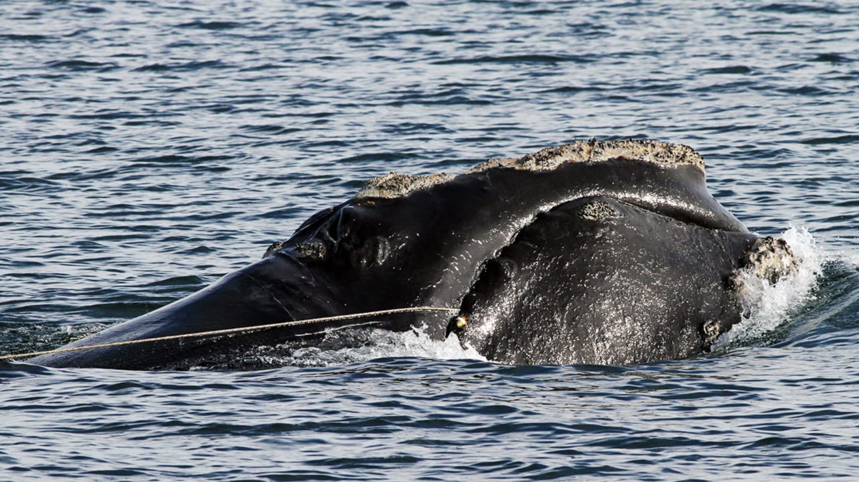 rightwhale North Atlantic Right Whale. Photo courtesy of WHOI Archives.
