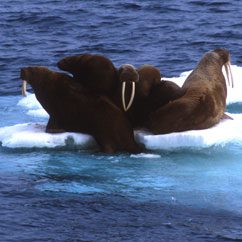 Walruses