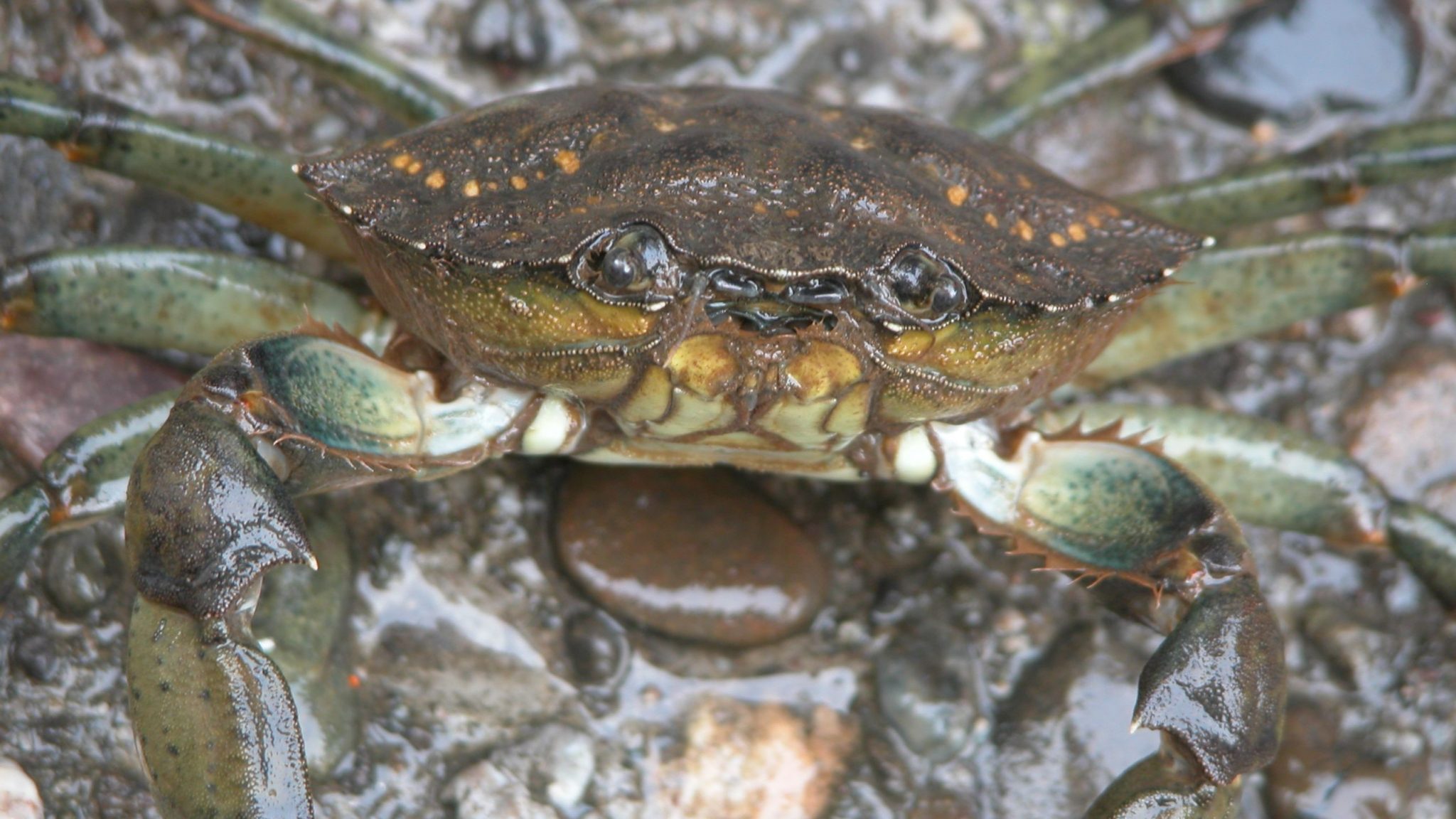 Flipping the “genetic paradox of invasions