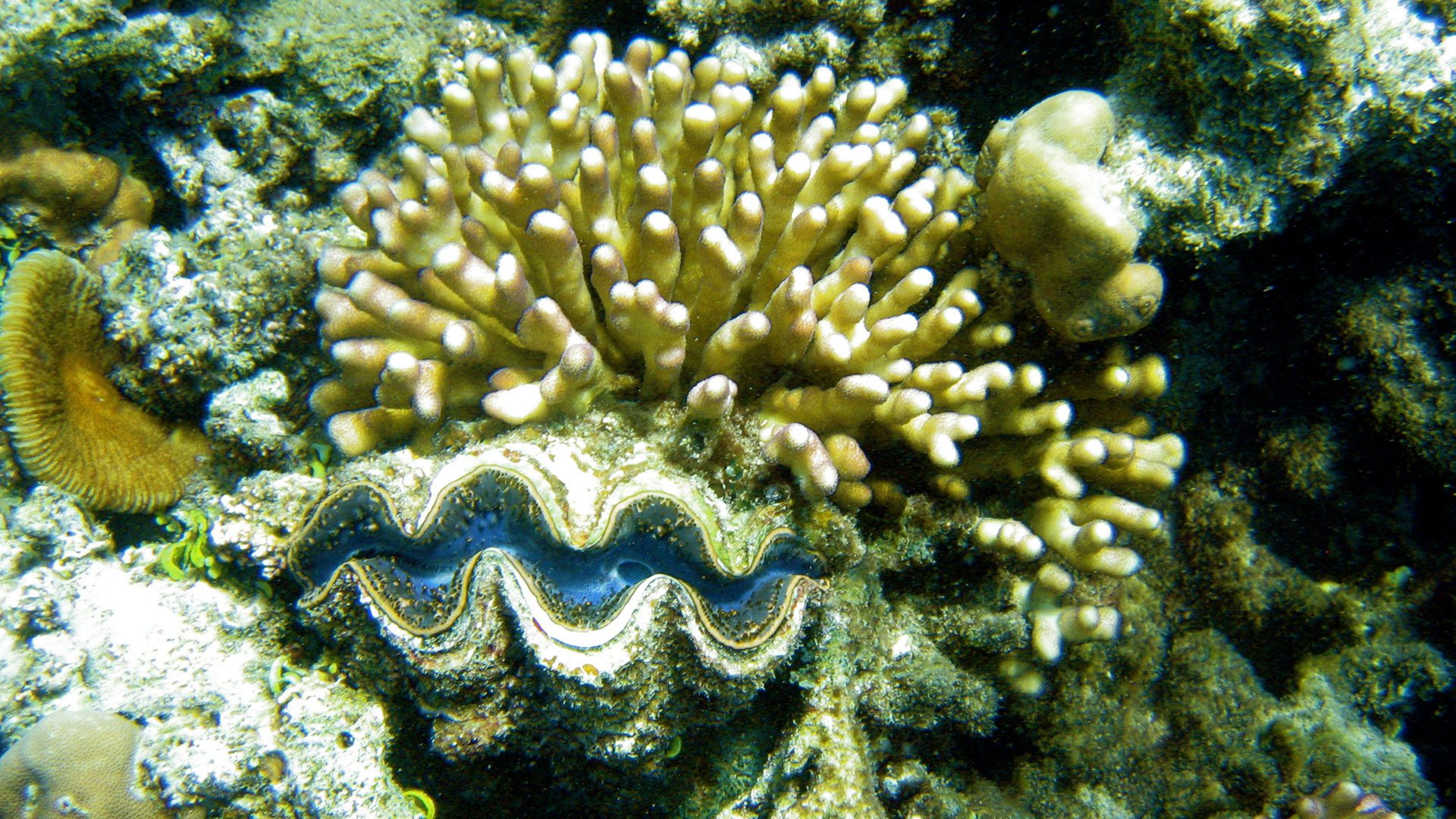 Coral Reef Animals And Plants